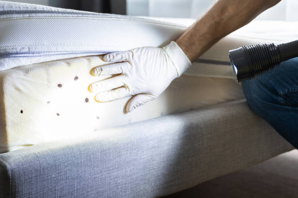 Best Wasp Removal Services  in Rodney Village, DE